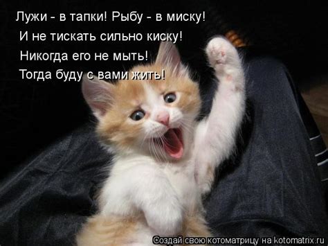 Котоматрица: Лужи - в тапки! Рыбу - в миску! И не тискать сильно киску ...