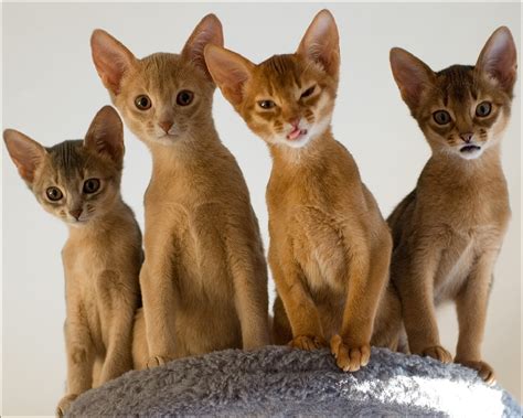 Фотография коты Животные