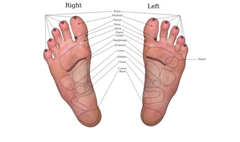 Reflexology Chart On Real Feet Free Stock Photo - Public Domain Pictures