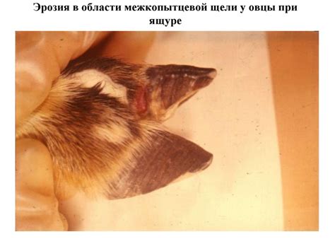 Ящур. Этиология ящура - презентация онлайн