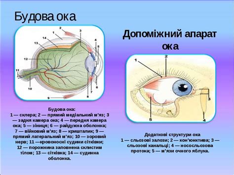 Будова ока - презентація з медицини
