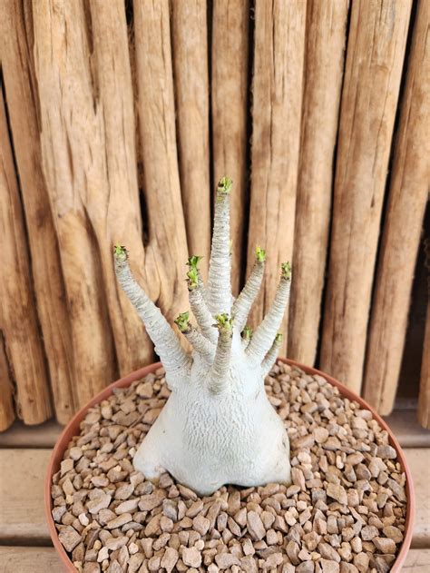 Adenium Thai Soco | Arizona Cactus Sales | Buy Now | Arizona Cactus Sales