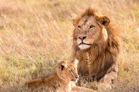 What Are Terrestrial Animals ? (With 12 Examples You Need To Know ...