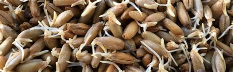 Oat sprouts | Green Vitamin