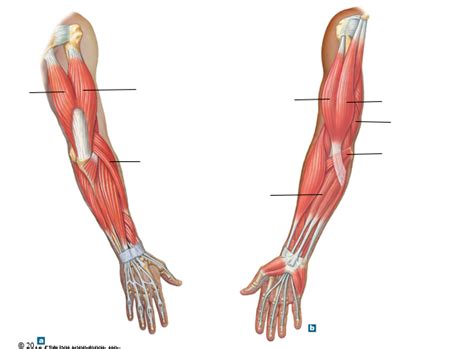 Arm Diagram | Quizlet