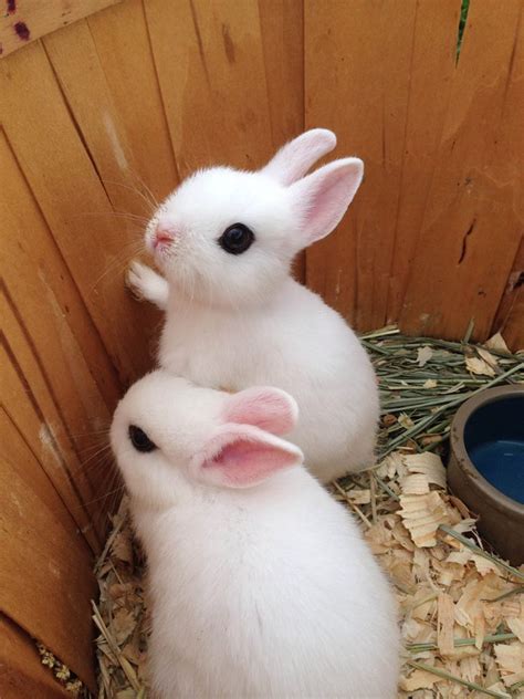 tiny bunnies - Vacendak Dentistry