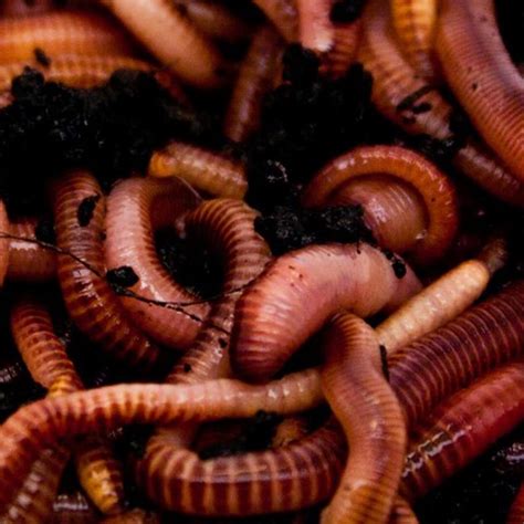 1/8Kg Dendrobaena Worms | Next Day Delivery | Angling Bait Company