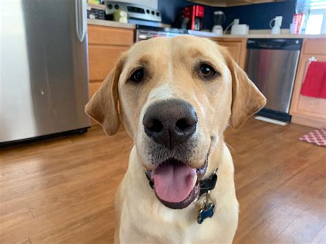 How To Get Labrador To Stop Pulling On Leash