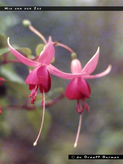 Mia van der Zee - FuchsiaFinder