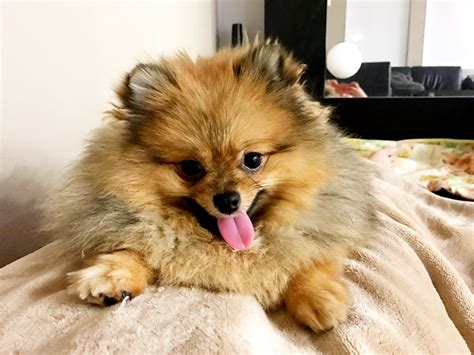 Chewie - Contest Entry #77323 - Modern Dog Magazine