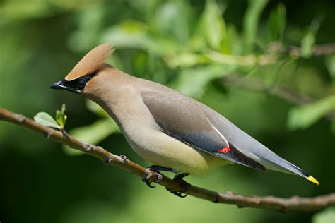 Cedar Waxwing | BirdNote