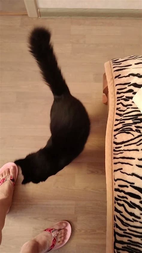 Веселий кіт Лакі #cat #україна #кіт #ukraine #кошеня #funny - YouTube