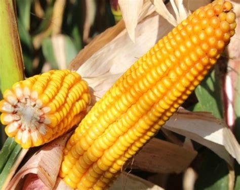 Продажа ЕС Леголас в Беларуси