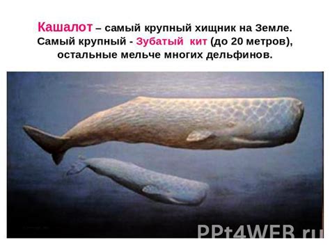 Презентация на тему "Тритоны" - скачать бесплатно презентации по Биологии