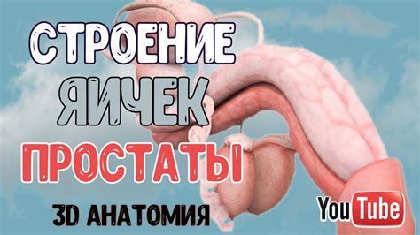 МУЖСКАЯ ПОЛОВАЯ СИСТЕМА - YouTube