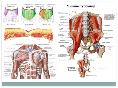 Анатомия. Скелет и мышцы - презентация онлайн