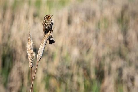 12 Impressive Types of Marsh Birds - A-Z Animals