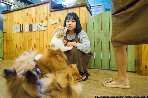 Корейцы и собаки: сколько шагов от любви до еды? | Cute dogs, Dogs, Corgi