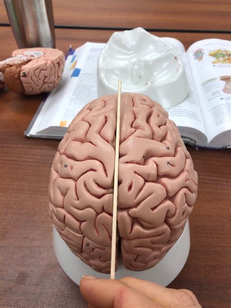 Cerebrum #2 Flashcards | Memorang
