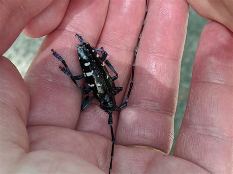 Asian Long-horned Beetles Invading the Lowcountry - Edisto Island Open