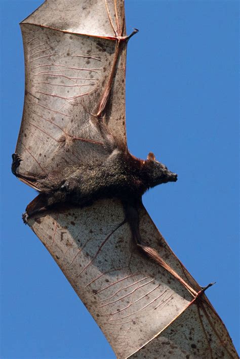 Giant Golden-crowned Flying Fox | BirdForum