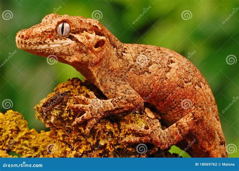Gargoyle Gecko Stock Photography | CartoonDealer.com #27168650