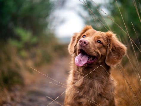 Early exposure to dogs might curb schizophrenia risk, Maryland