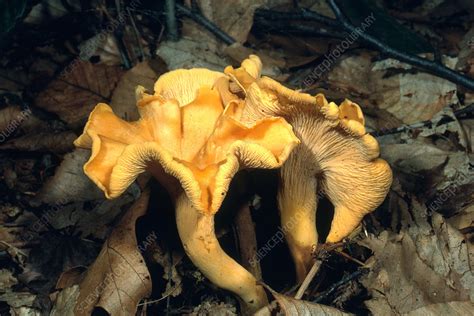 Chantarelle - Stock Image - B250/1719 - Science Photo Library
