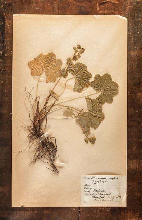 Pressed Plants Making A Herbarium 2