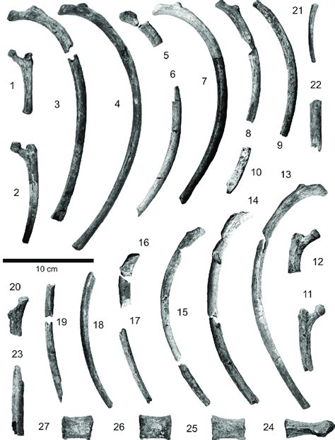 Thoracic bones from an older adult female C. c. spelaea (Goldfuss 1823