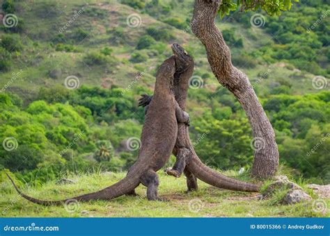 Komodo Dragons are Fighting Each Other. Very Rare Picture. Indonesia ...