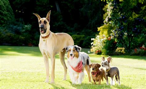 Movie, Actually: Marmaduke: Review