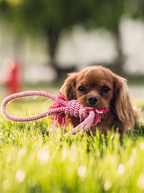 English Cocker Spaniel - Training Course on English Cocker Spaniel