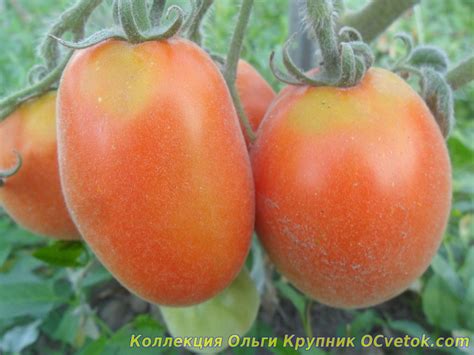Томат Мохнатый шмель: характеристика и описание раннеспелого сорта с фото