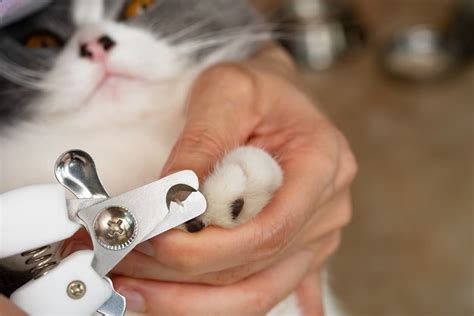 How To Trim Cat Nails | A Vet & Behaviourists Step By Step Guide
