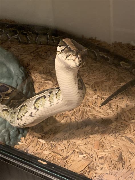 Pet Snake with Mouth Open