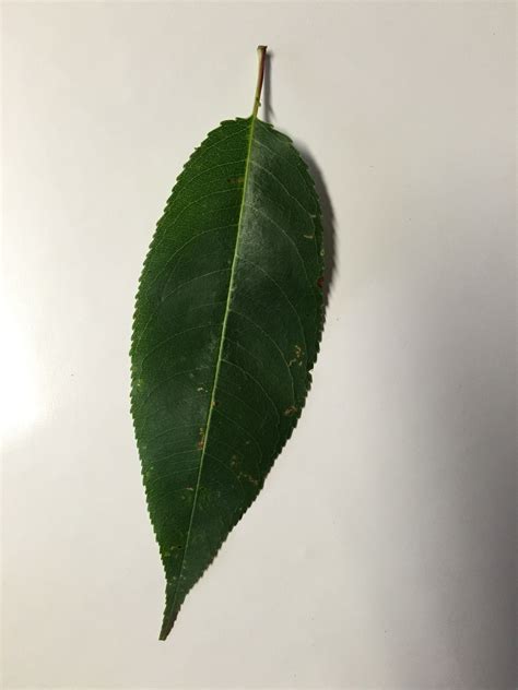 Black Cherry Tree Leaves Identification at Isabel Cantrell blog