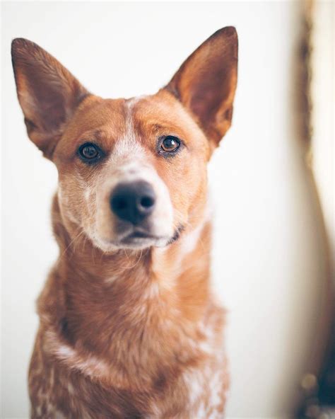 Red Heeler photography, cute Australian cattle dog | Dog photography ...