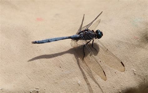 DRAGONFLY VISITOR – Something Over Tea