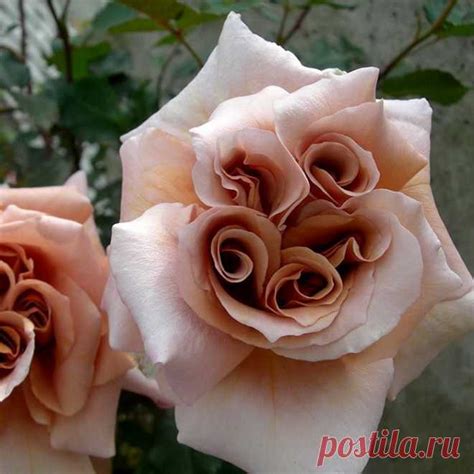 Неземной красоты Роза сорта Латте! 🌹 | Цветы | Постила