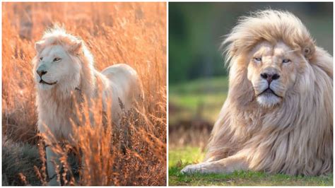 Photographer Simon Needham Captures Beautiful White Lions to Share ...