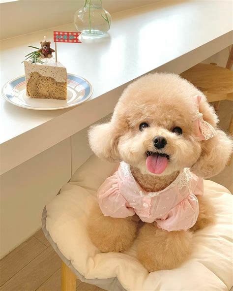 18 Toy poodle haircut ideas | toy poodle haircut, poodle haircut, dog