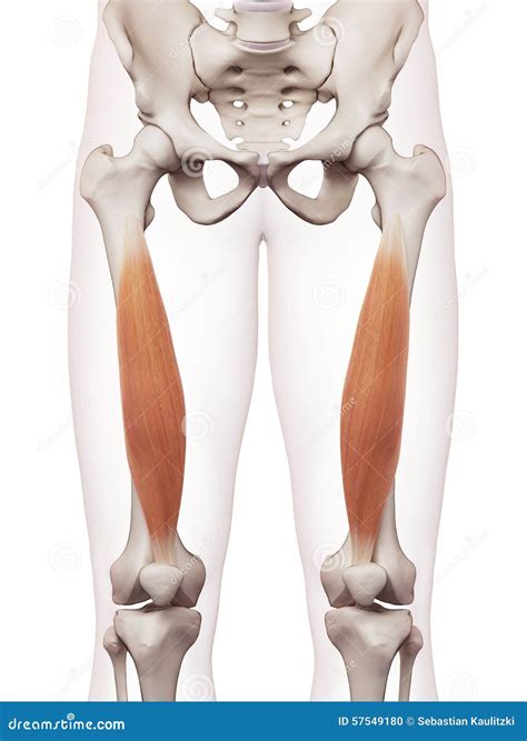Vastus Intermedius Trigger Point. Leg Pain. Release Cartoon Vector