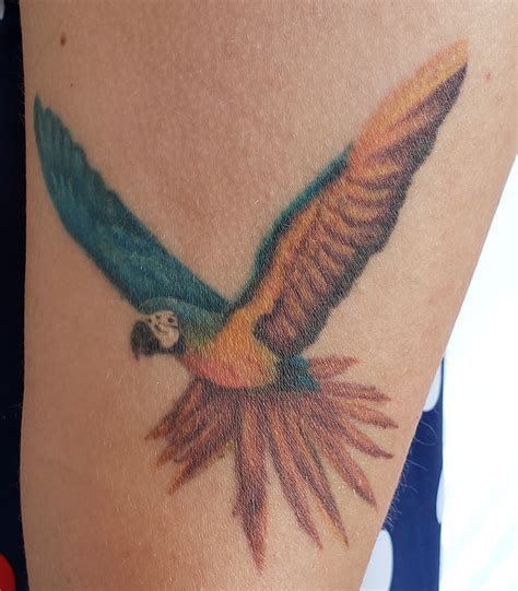 O Que Significa Tatuagem Da Ara - Significado Dos Animais Nas Tatuagens Parte 2