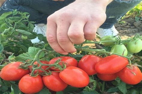 Томат Сахарная слива желтая и красная: описание и характеристика сорта ...