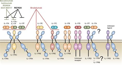 effect  il  blockade  secukinumab  autoimmune diseases