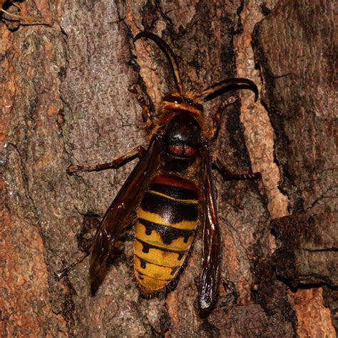 About European Hornet - Maryland Biodiversity Project