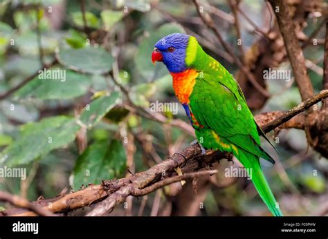 Breitbindenlori hi-res stock photography and images - Alamy