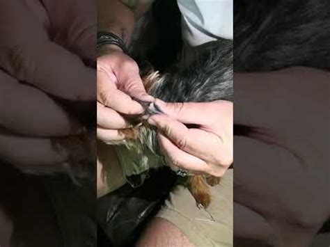 Popping a dog's sebaceous cyst - YouTube