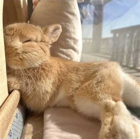 Awwe!! Adorable Bunny Sleeping on Couch